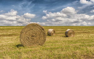 harvest